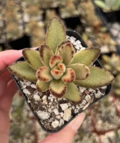 Chocolate Soldier Kalanchoe Tomentosa 2 inch Succulent Plant