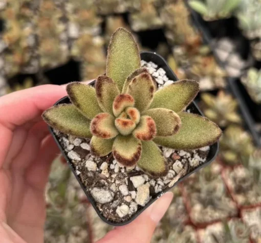 Chocolate Soldier Kalanchoe Tomentosa 2 inch Succulent Plant