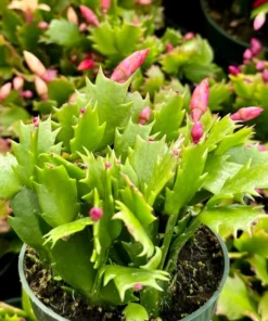 Christmas Cactus Houseplant Pink Red White 2in 4in 6in Pot