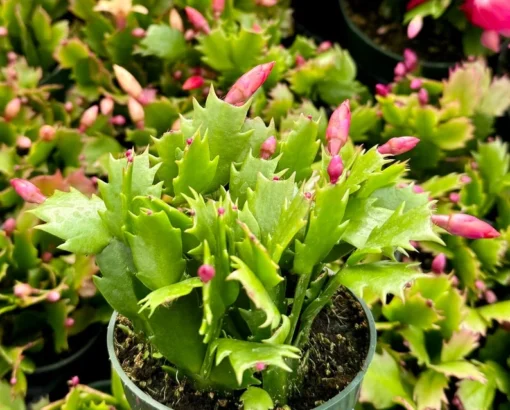 Christmas Cactus Houseplant Pink Red White 2in 4in 6in Pot