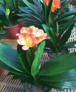 Clivia Miniata Live Plant, Live Evergreen, Orange Flowers, Flowering Plant, Ready to Plant, Rare Bush Lily 4