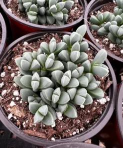 Corpuscularia Lehmannii Ice Plant Succulent 2