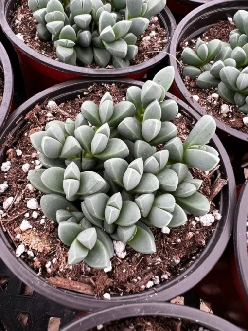 Corpuscularia Lehmannii Ice Plant Succulent 2" & 4" Pots Rare