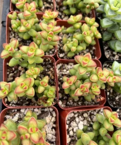 Crassula Brevifolia Succulent Mini Plant 2 & 4 Inch Pots Green