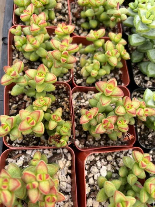 Crassula Brevifolia Succulent Mini Plant 2 & 4 Inch Pots Green