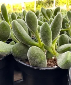 Crassula Rogersii, Rare Succulent, Live Plant in 2” pot