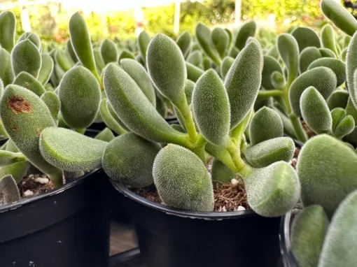 Crassula Rogersii, Rare Succulent, Live Plant in 2” pot