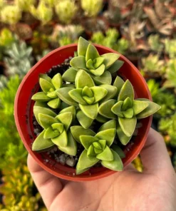 Crassula Rupestris Springtime Succulent 4 inch Pot Gray Green Pink Flowers