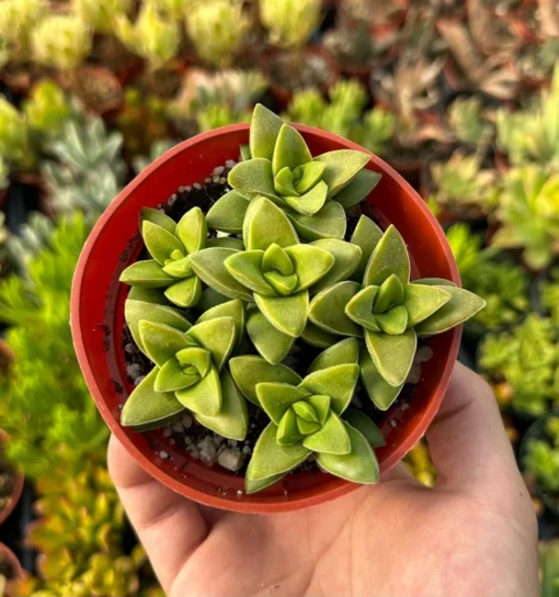 Crassula Rupestris Springtime Succulent 4 inch Pot Gray Green Pink Flowers