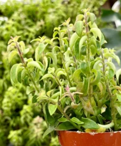 Curly Lipstick Plant – Rare Hanging Succulent in 3" Pot | Aeschynanthus radicans