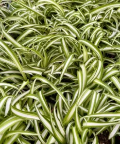 Curly Spider Plant Bonnie 4