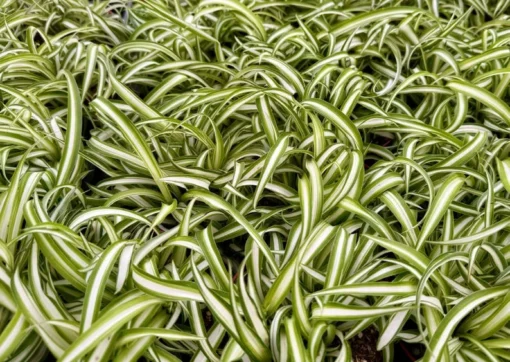 Curly Spider Plant Bonnie 4" Pot Live Indoor Plant Chlorophytum Comosum