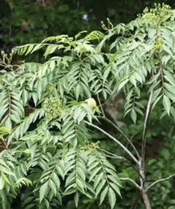 Curry Leaf Plant (Murraya koenigii) 5”- 10 Inches plant