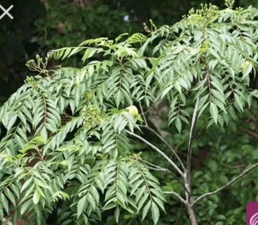 Curry Leaf Plant (Murraya koenigii) 5”- 10 Inches plant