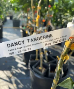 Dancy Tangerine Tree (Grafted) 3 feet tall. Free shipping