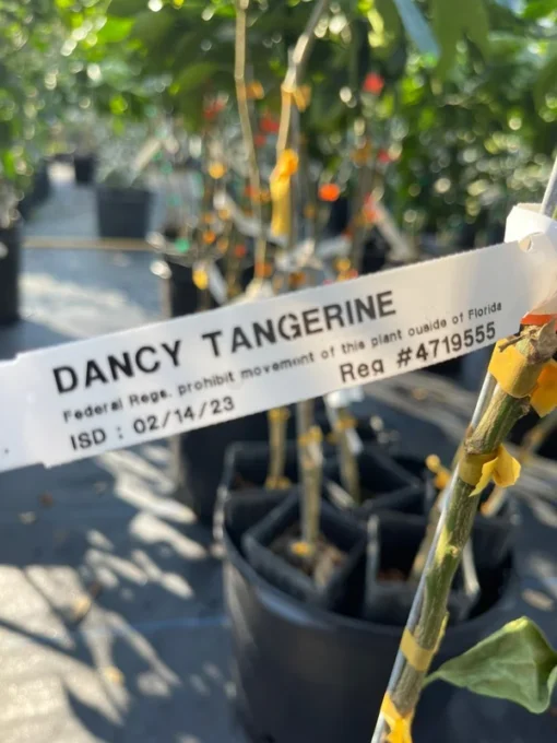 Dancy Tangerine Tree (Grafted) 3 feet tall. Free shipping