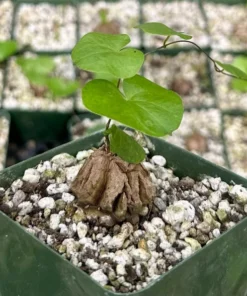 Dioscorea Elephantipes Seeds - Exotic Plant - Live Plant - 4 inch pot