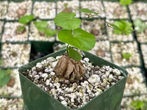 Dioscorea Elephantipes Seeds - Exotic Plant - Live Plant - 4 inch pot