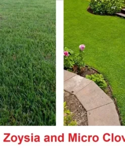 Drought Resistant Ground Cover Zenith Zoysia And Micro Clover Seeds - Grass Seeds For Lawn