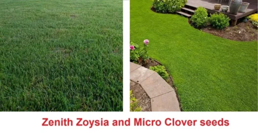 Drought Resistant Ground Cover Zenith Zoysia And Micro Clover Seeds - Grass Seeds For Lawn