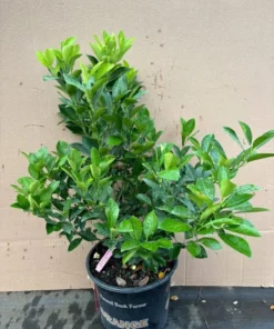 Dwaft Calamondin grafted Citrus Tree Flowering. Free Shipping