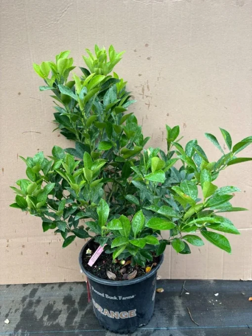 Dwaft Calamondin grafted Citrus Tree Flowering. Free Shipping