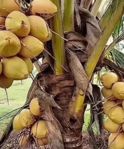 Dwarf Malayan Coconut Tree 3-4 Feet Tall. Free Shipping