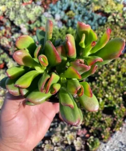 ET's Fingers - Crassula Ovata, Jade Plant, Variegated Succulent, Live Houseplant, 2'' pot