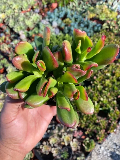 ET's Fingers - Crassula Ovata, Jade Plant, Variegated Succulent, Live Houseplant, 2'' pot