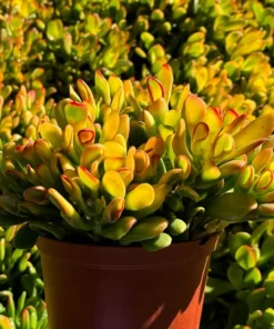 ET's Fingers, Crassula Ovata, Jade Plant, Variegated Succulent, Live Houseplant in 4", 6" pot