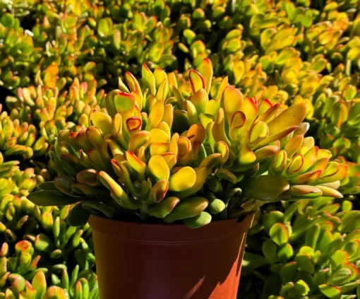 ET's Fingers, Crassula Ovata, Jade Plant, Variegated Succulent, Live Houseplant in 4", 6" pot