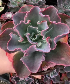 Echeveria Blue Curls, Echeveria Gibbiflora, Rare Succulent, Live Plant in 4