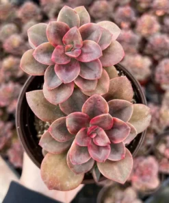 Echeveria Chroma Live Succulent 4 Inch Multiple Heads