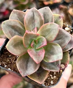 Echeveria Chroma Live Succulent Plants 2 inch Pot for Sale