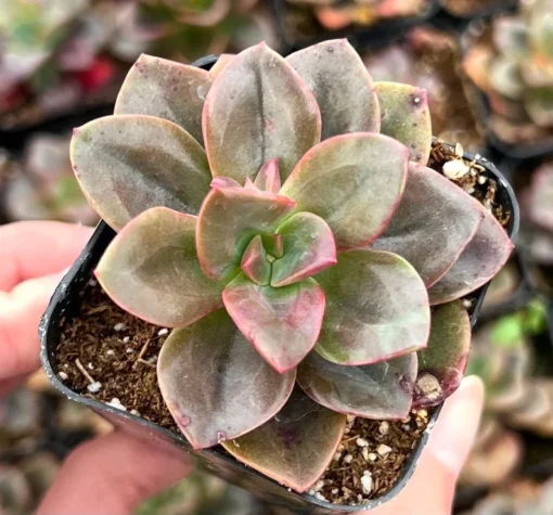 Echeveria Chroma Live Succulent Plants 2 inch Pot for Sale