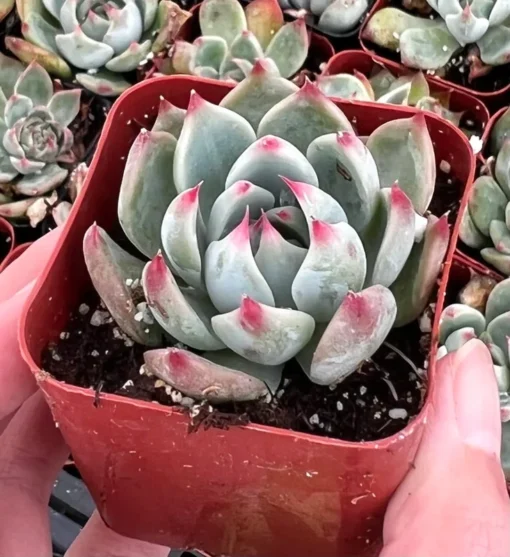 Echeveria Colorata, Pink succulent, Live Potted Plant in 2'', 4'' pot