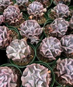 Echeveria Cubic Frost, Pink Succulent, Rare Plant, Live Plant in 2