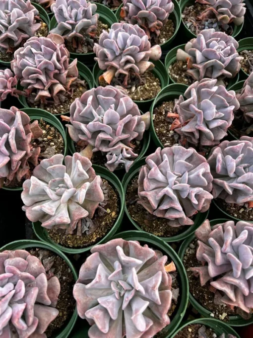 Echeveria Cubic Frost, Pink Succulent, Rare Plant, Live Plant in 2", 4" pot