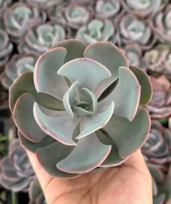 Echeveria Dusty Rose Succulent 4