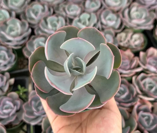 Echeveria Dusty Rose Succulent 4"/6" Pot Pink Ornamental Plant