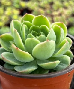 Echeveria Lime n' Chile Succulent Live Plant 4