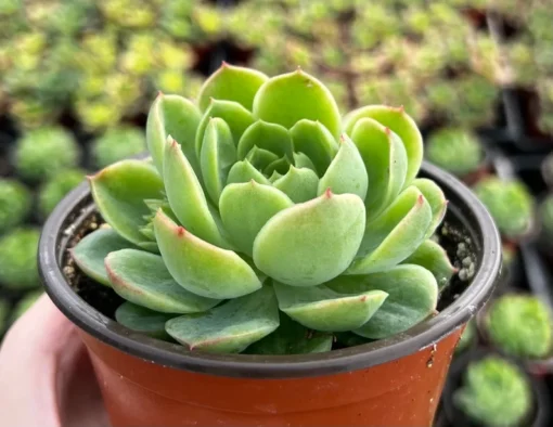 Echeveria Lime n' Chile Succulent Live Plant 4" Pot Green