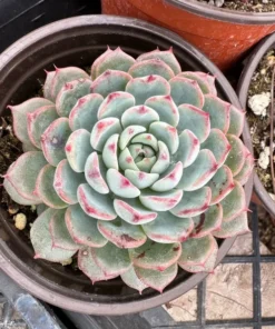 Echeveria Minima 2