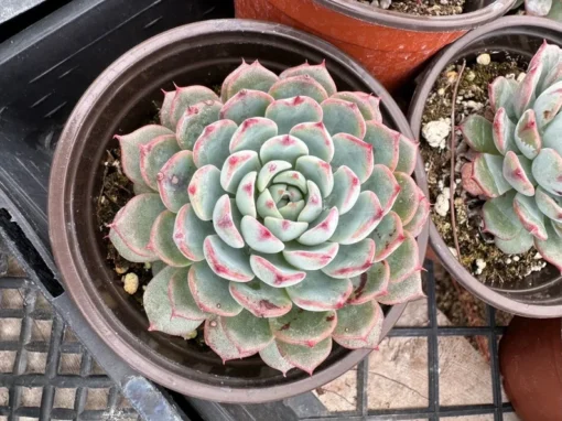 Echeveria Minima 2", 4"pot, Live Succulent, Small Succulents