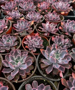 Echeveria Neon Breaker Succulent 4 Pot Pink Curly Leaves