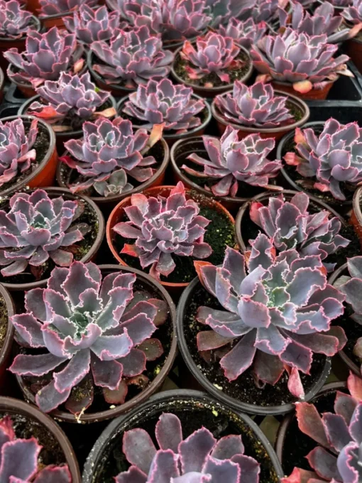 Echeveria Neon Breaker Succulent 4 Pot Pink Curly Leaves