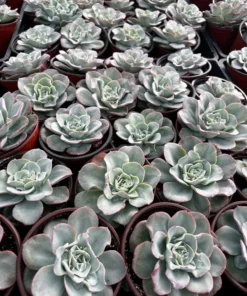 Echeveria Peaches and Cream, Atlantis, Floral Succulent, Desk Plant, Live Plant in 4'' pot