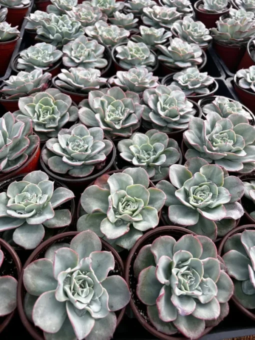 Echeveria Peaches and Cream, Atlantis, Floral Succulent, Desk Plant, Live Plant in 4'' pot