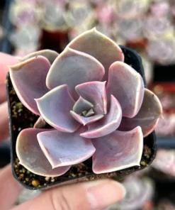 Echeveria Perle von Nurnberg, Purple Succulent, Live Plant in 2