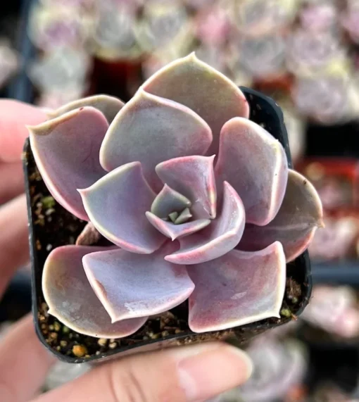 Echeveria Perle von Nurnberg, Purple Succulent, Live Plant in 2", 4" pot